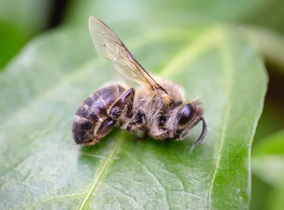 Eine Biene ruht auf einem Blatt, ein kritisches Symbol für Umwelt und biologische Forschung.