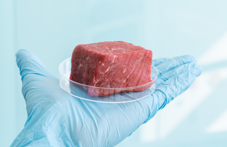 Laborgeneriertes synthetisches Fleischstück in Petrischale, ein Durchbruch in der Biotechnologie